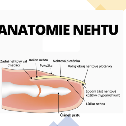 Anatomie nehtu z profilu